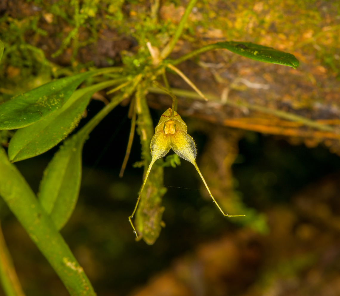 Masdevallia nidifica, Los Cedros Reserve, Ecuador  Ecuador,Ecuador 2021,Fall,Geotagged,Los Cedros Reserve,Masdevallia nidifica,South America,World