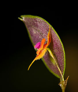 Lepanthes Espejo - side view, Los Cedros Reserve, Ecuador Our team discoverd this Lepanthes species that is new to science. We confirmed this with Luis Baquero, one of Ecuador's leading specialists in minature orchids.

We took a sample, preserved it, and sent it to Luis. No updates yet on it being described. The idea for a name would be to name it after the judge that ruled in favor of Los Cedros in a legal dispute regarding mining rights in this pristine habitat.

As none of that is formalized yet, I'm giving it a temporary working name Lepanthes "Espejo", in honour of our guide and friend Manuel Espejo. I'll update the species record once we get a formal name.
https://www.jungledragon.com/image/132911/lepanthes_espejo_los_cedros_reserve_ecuador.html
https://www.jungledragon.com/image/132910/lepanthes_espejo_-_frontal_los_cedros_reserve_ecuador.html Ecuador,Ecuador 2021,Fall,Geotagged,Lepanthes Espejo,Los Cedros Reserve,South America,World