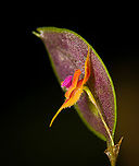 Lepanthes Espejo - side view, Los Cedros Reserve, Ecuador Our team discoverd this Lepanthes species that is new to science. We confirmed this with Luis Baquero, one of Ecuador's leading specialists in minature orchids.<br />
<br />
We took a sample, preserved it, and sent it to Luis. No updates yet on it being described. The idea for a name would be to name it after the judge that ruled in favor of Los Cedros in a legal dispute regarding mining rights in this pristine habitat.<br />
<br />
As none of that is formalized yet, I'm giving it a temporary working name Lepanthes "Espejo", in honour of our guide and friend Manuel Espejo. I'll update the species record once we get a formal name.<br />
https://www.jungledragon.com/image/132911/lepanthes_espejo_los_cedros_reserve_ecuador.html<br />
https://www.jungledragon.com/image/132910/lepanthes_espejo_-_frontal_los_cedros_reserve_ecuador.html Ecuador,Ecuador 2021,Fall,Geotagged,Lepanthes Espejo,Los Cedros Reserve,South America,World