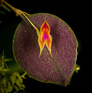 Lepanthes Espejo - frontal, Los Cedros Reserve, Ecuador Our team discoverd this Lepanthes species that is new to science. We confirmed this with Luis Baquero, one of Ecuador's leading specialists in minature orchids.

We took a sample, preserved it, and sent it to Luis. No updates yet on it being described. The idea for a name would be to name it after the judge that ruled in favor of Los Cedros in a legal dispute regarding mining rights in this pristine habitat.

As none of that is formalized yet, I'm giving it a temporary working name Lepanthes "Espejo", in honour of our guide and friend Manuel Espejo. I'll update the species record once we get a formal name.
https://www.jungledragon.com/image/132911/lepanthes_espejo_los_cedros_reserve_ecuador.html
https://www.jungledragon.com/image/132909/lepanthes_espejo_-_side_view_los_cedros_reserve_ecuador.html Ecuador,Ecuador 2021,Fall,Geotagged,Lepanthes Espejo,Los Cedros Reserve,South America,World
