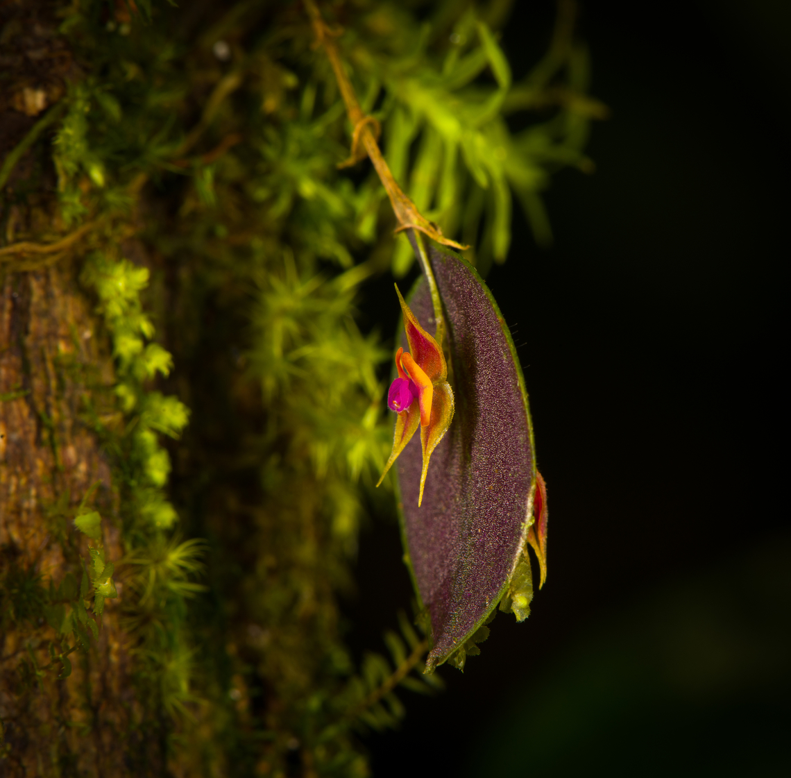 Lepanthes Espejo, Los Cedros Reserve, Ecuador Our team discoverd this Lepanthes species that is new to science. We confirmed this with Luis Baquero, one of Ecuador's leading specialists in minature orchids.<br />
<br />
We took a sample, preserved it, and sent it to Luis. No updates yet on it being described. The idea for a name would be to name it after the judge that ruled in favor of Los Cedros in a legal dispute regarding mining rights in this pristine habitat.<br />
<br />
As none of that is formalized yet, I'm giving it a temporary working name Lepanthes "Espejo", in honour of our guide and friend Manuel Espejo. I'll update the species record once we get a formal name.<br />
<figure class="photo"><a href="https://www.jungledragon.com/image/132910/lepanthes_espejo_-_frontal_los_cedros_reserve_ecuador.html" title="Lepanthes Espejo - frontal, Los Cedros Reserve, Ecuador"><img src="https://s3.amazonaws.com/media.jungledragon.com/images/2/132910_thumb.jpg?AWSAccessKeyId=05GMT0V3GWVNE7GGM1R2&Expires=1770854410&Signature=BQbQ7Q27Et3WqluUNIkIYMPVr%2B0%3D" width="150" height="152" alt="Lepanthes Espejo - frontal, Los Cedros Reserve, Ecuador Our team discoverd this Lepanthes species that is new to science. We confirmed this with Luis Baquero, one of Ecuador's leading specialists in minature orchids.<br />
<br />
We took a sample, preserved it, and sent it to Luis. No updates yet on it being described. The idea for a name would be to name it after the judge that ruled in favor of Los Cedros in a legal dispute regarding mining rights in this pristine habitat.<br />
<br />
As none of that is formalized yet, I'm giving it a temporary working name Lepanthes "Espejo", in honour of our guide and friend Manuel Espejo. I'll update the species record once we get a formal name.<br />
https://www.jungledragon.com/image/132911/lepanthes_espejo_los_cedros_reserve_ecuador.html<br />
https://www.jungledragon.com/image/132909/lepanthes_espejo_-_side_view_los_cedros_reserve_ecuador.html Ecuador,Ecuador 2021,Fall,Geotagged,Lepanthes Espejo,Los Cedros Reserve,South America,World" /></a></figure><br />
<figure class="photo"><a href="https://www.jungledragon.com/image/132909/lepanthes_espejo_-_side_view_los_cedros_reserve_ecuador.html" title="Lepanthes Espejo - side view, Los Cedros Reserve, Ecuador"><img src="https://s3.amazonaws.com/media.jungledragon.com/images/2/132909_thumb.jpg?AWSAccessKeyId=05GMT0V3GWVNE7GGM1R2&Expires=1770854410&Signature=p3KT%2Fenzr2iWXpM8M4Sw7%2B6m4ck%3D" width="130" height="152" alt="Lepanthes Espejo - side view, Los Cedros Reserve, Ecuador Our team discoverd this Lepanthes species that is new to science. We confirmed this with Luis Baquero, one of Ecuador's leading specialists in minature orchids.<br />
<br />
We took a sample, preserved it, and sent it to Luis. No updates yet on it being described. The idea for a name would be to name it after the judge that ruled in favor of Los Cedros in a legal dispute regarding mining rights in this pristine habitat.<br />
<br />
As none of that is formalized yet, I'm giving it a temporary working name Lepanthes "Espejo", in honour of our guide and friend Manuel Espejo. I'll update the species record once we get a formal name.<br />
https://www.jungledragon.com/image/132911/lepanthes_espejo_los_cedros_reserve_ecuador.html<br />
https://www.jungledragon.com/image/132910/lepanthes_espejo_-_frontal_los_cedros_reserve_ecuador.html Ecuador,Ecuador 2021,Fall,Geotagged,Lepanthes Espejo,Los Cedros Reserve,South America,World" /></a></figure> Ecuador,Ecuador 2021,Fall,Geotagged,Lepanthes Espejo,Los Cedros Reserve,South America,World