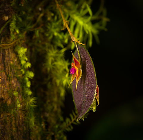Lepanthes Espejo, Los Cedros Reserve, Ecuador Our team discoverd this Lepanthes species that is new to science. We confirmed this with Luis Baquero, one of Ecuador's leading specialists in minature orchids.

We took a sample, preserved it, and sent it to Luis. No updates yet on it being described. The idea for a name would be to name it after the judge that ruled in favor of Los Cedros in a legal dispute regarding mining rights in this pristine habitat.

As none of that is formalized yet, I'm giving it a temporary working name Lepanthes "Espejo", in honour of our guide and friend Manuel Espejo. I'll update the species record once we get a formal name.
https://www.jungledragon.com/image/132910/lepanthes_espejo_-_frontal_los_cedros_reserve_ecuador.html
https://www.jungledragon.com/image/132909/lepanthes_espejo_-_side_view_los_cedros_reserve_ecuador.html Ecuador,Ecuador 2021,Fall,Geotagged,Lepanthes Espejo,Los Cedros Reserve,South America,World