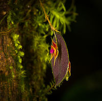 Lepanthes Espejo, Los Cedros Reserve, Ecuador Our team discoverd this Lepanthes species that is new to science. We confirmed this with Luis Baquero, one of Ecuador's leading specialists in minature orchids.<br />
<br />
We took a sample, preserved it, and sent it to Luis. No updates yet on it being described. The idea for a name would be to name it after the judge that ruled in favor of Los Cedros in a legal dispute regarding mining rights in this pristine habitat.<br />
<br />
As none of that is formalized yet, I'm giving it a temporary working name Lepanthes "Espejo", in honour of our guide and friend Manuel Espejo. I'll update the species record once we get a formal name.<br />
https://www.jungledragon.com/image/132910/lepanthes_espejo_-_frontal_los_cedros_reserve_ecuador.html<br />
https://www.jungledragon.com/image/132909/lepanthes_espejo_-_side_view_los_cedros_reserve_ecuador.html Ecuador,Ecuador 2021,Fall,Geotagged,Lepanthes Espejo,Los Cedros Reserve,South America,World