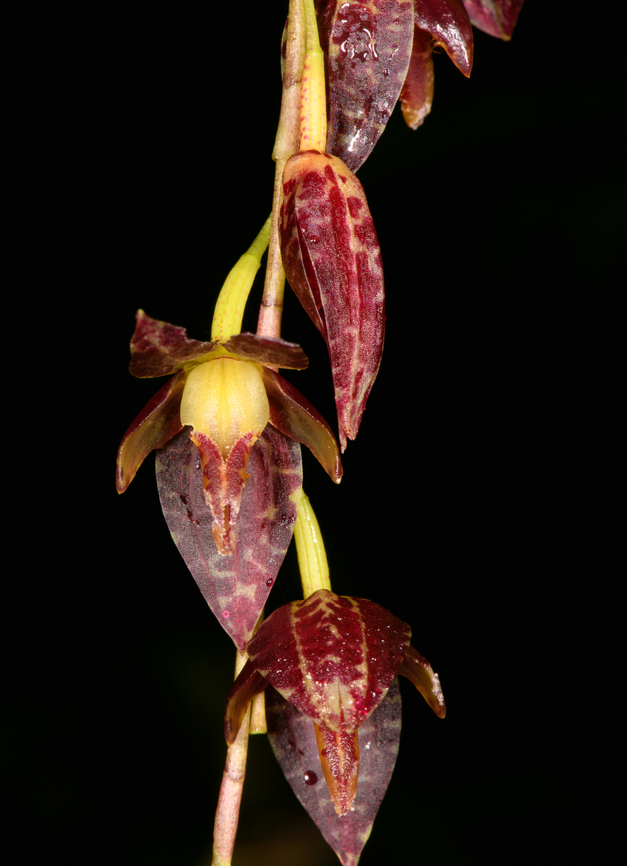 Stelis restrepioides - flower closeup, Los Cedros Reserve, Ecuador <figure class="photo"><a href="https://www.jungledragon.com/image/132913/stelis_restrepioides_-_plant_los_cedros_reserve_ecuador.html" title="Stelis restrepioides - plant, Los Cedros Reserve, Ecuador"><img src="https://s3.amazonaws.com/media.jungledragon.com/images/2/132913_thumb.jpg?AWSAccessKeyId=05GMT0V3GWVNE7GGM1R2&Expires=1769040010&Signature=Ter7gCzg72xlOGpPiUMaVWVLTmw%3D" width="88" height="152" alt="Stelis restrepioides - plant, Los Cedros Reserve, Ecuador https://www.jungledragon.com/image/132912/stelis_restrepioides_-_flower_closeup_los_cedros_reserve_ecuador.html Ecuador,Ecuador 2021,Fall,Geotagged,Los Cedros Reserve,South America,Stelis restrepioides,World" /></a></figure> Ecuador,Ecuador 2021,Fall,Geotagged,Los Cedros Reserve,South America,Stelis restrepioides,World