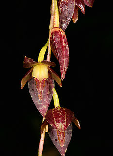 Stelis restrepioides - flower closeup, Los Cedros Reserve, Ecuador https://www.jungledragon.com/image/132913/stelis_restrepioides_-_plant_los_cedros_reserve_ecuador.html Ecuador,Ecuador 2021,Fall,Geotagged,Los Cedros Reserve,South America,Stelis restrepioides,World