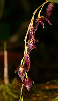 Stelis restrepioides