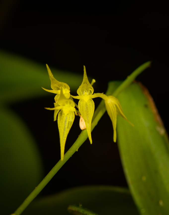 Pleurothallis ruscifolia, Los Cedros Reserve, Ecuador  Ecuador,Ecuador 2021,Fall,Geotagged,Los Cedros Reserve,Pleurothallis ruscifolia,South America,World