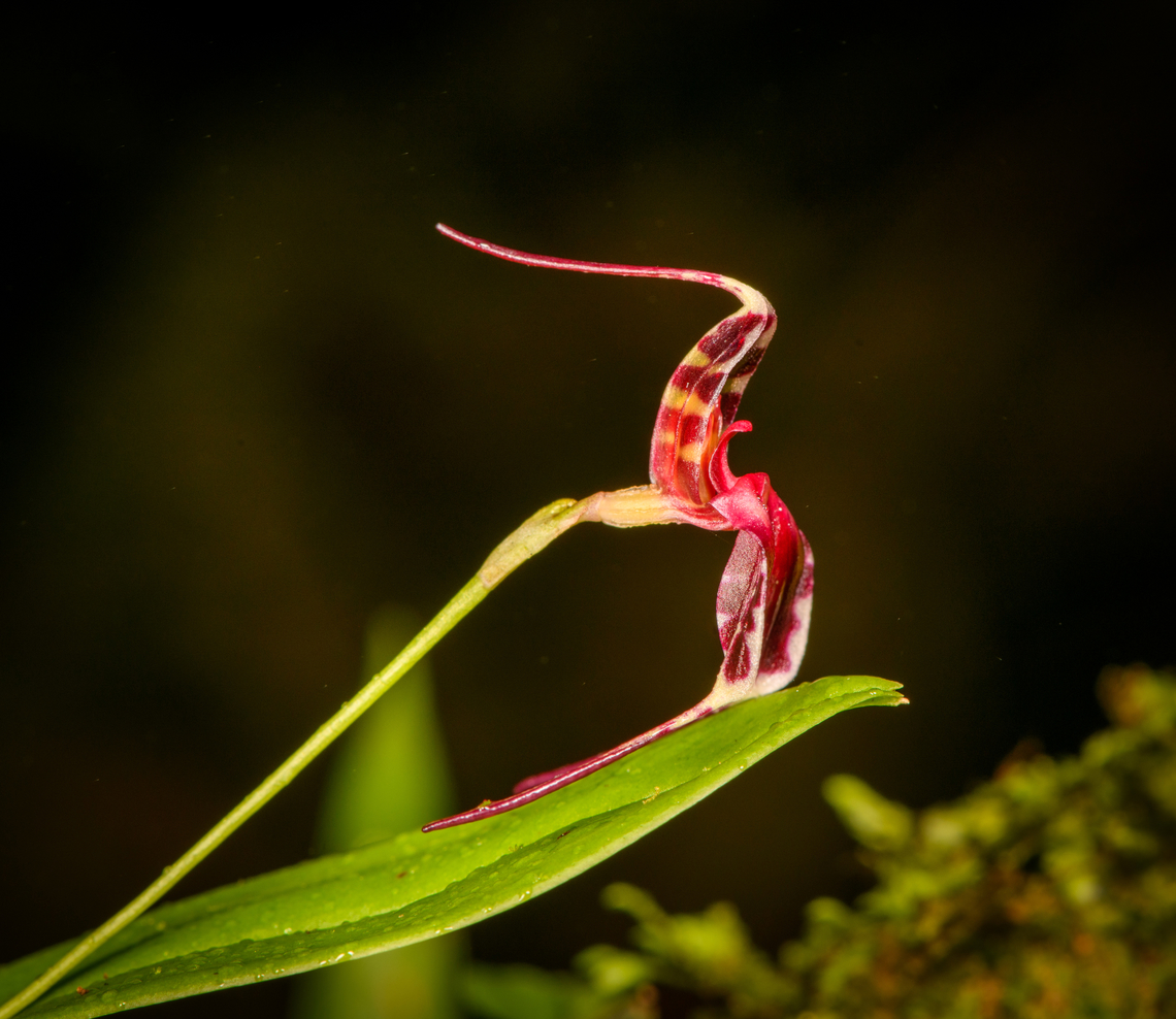 Masdevallia ximenae - side view, Los Cedros Reserve, Ecuador <figure class="photo"><a href="https://www.jungledragon.com/image/132916/masdevallia_ximenae_los_cedros_reserve_ecuador.html" title="Masdevallia ximenae, Los Cedros Reserve, Ecuador"><img src="https://s3.amazonaws.com/media.jungledragon.com/images/2/132916_thumb.jpg?AWSAccessKeyId=05GMT0V3GWVNE7GGM1R2&Expires=1759968010&Signature=vN9Jw4FqwBdFhsmJ1bnrk13EQ%2BA%3D" width="130" height="152" alt="Masdevallia ximenae, Los Cedros Reserve, Ecuador https://www.jungledragon.com/image/132915/masdevallia_ximenae_-_side_view_los_cedros_reserve_ecuador.html Ecuador,Ecuador 2021,Fall,Geotagged,Los Cedros Reserve,Masdevallia ximenae,South America,World" /></a></figure> Ecuador,Ecuador 2021,Fall,Geotagged,Los Cedros Reserve,Masdevallia ximenae,South America,World