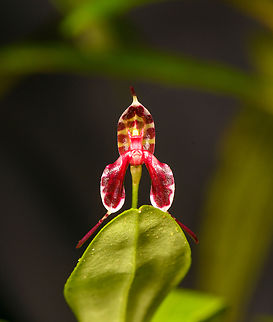 Masdevallia ximenae, Los Cedros Reserve, Ecuador https://www.jungledragon.com/image/132915/masdevallia_ximenae_-_side_view_los_cedros_reserve_ecuador.html Ecuador,Ecuador 2021,Fall,Geotagged,Los Cedros Reserve,Masdevallia ximenae,South America,World