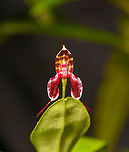 Masdevallia ximenae, Los Cedros Reserve, Ecuador https://www.jungledragon.com/image/132915/masdevallia_ximenae_-_side_view_los_cedros_reserve_ecuador.html Ecuador,Ecuador 2021,Fall,Geotagged,Los Cedros Reserve,Masdevallia ximenae,South America,World
