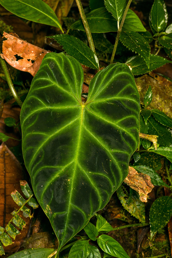 Philodendron verrucosum, Los Cedros Reserve, Ecuador  Ecuador,Ecuador 2021,Fall,Geotagged,Los Cedros Reserve,Philodendron verrucosum,South America,World