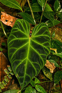 Philodendron verrucosum, Los Cedros Reserve, Ecuador  Ecuador,Ecuador 2021,Fall,Geotagged,Los Cedros Reserve,Philodendron verrucosum,South America,World