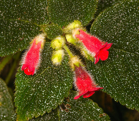 Kohleria villosa - closeup, Los Cedros Reserve, Ecuador https://www.jungledragon.com/image/132919/kohleria_villosa_los_cedros_reserve_ecuador.html Ecuador,Ecuador 2021,Fall,Geotagged,Kohleria villosa,Los Cedros Reserve,South America,World