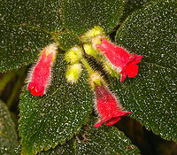 Kohleria villosa - closeup, Los Cedros Reserve, Ecuador https://www.jungledragon.com/image/132919/kohleria_villosa_los_cedros_reserve_ecuador.html Ecuador,Ecuador 2021,Fall,Geotagged,Kohleria villosa,Los Cedros Reserve,South America,World