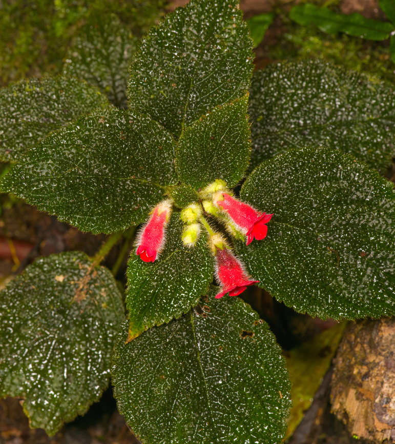 Kohleria villosa, Los Cedros Reserve, Ecuador <figure class="photo"><a href="https://www.jungledragon.com/image/132918/kohleria_villosa_-_closeup_los_cedros_reserve_ecuador.html" title="Kohleria villosa - closeup, Los Cedros Reserve, Ecuador"><img src="https://s3.amazonaws.com/media.jungledragon.com/images/2/132918_thumb.jpg?AWSAccessKeyId=05GMT0V3GWVNE7GGM1R2&Expires=1759968010&Signature=dSp7dH8pk0iwb0DDr3ovL%2Fvk6jY%3D" width="200" height="176" alt="Kohleria villosa - closeup, Los Cedros Reserve, Ecuador https://www.jungledragon.com/image/132919/kohleria_villosa_los_cedros_reserve_ecuador.html Ecuador,Ecuador 2021,Fall,Geotagged,Kohleria villosa,Los Cedros Reserve,South America,World" /></a></figure> Ecuador,Ecuador 2021,Fall,Geotagged,Kohleria villosa,Los Cedros Reserve,South America,World