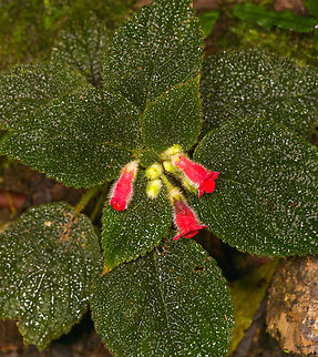 Kohleria villosa, Los Cedros Reserve, Ecuador https://www.jungledragon.com/image/132918/kohleria_villosa_-_closeup_los_cedros_reserve_ecuador.html Ecuador,Ecuador 2021,Fall,Geotagged,Kohleria villosa,Los Cedros Reserve,South America,World