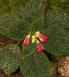 Kohleria villosa, Los Cedros Reserve, Ecuador https://www.jungledragon.com/image/132918/kohleria_villosa_-_closeup_los_cedros_reserve_ecuador.html Ecuador,Ecuador 2021,Fall,Geotagged,Kohleria villosa,Los Cedros Reserve,South America,World