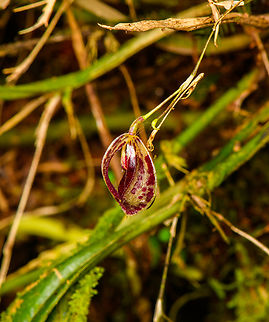 Phloeophila pleurothallopsis, Los Cedros, Reserve. Looks like a species in the Zootrophion genus, but isn't one. Has Pleurothallis in its name but is not in that genus either. Ecuador,Ecuador 2021,Fall,Geotagged,Los Cedros Reserve,Phloeophila pleurothallopsis,South America,World