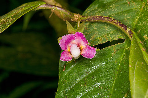 Drymonia sp., Los Cedros Reserve, Ecuador  Ecuador,Ecuador 2021,Fall,Geotagged,Los Cedros Reserve,South America,World