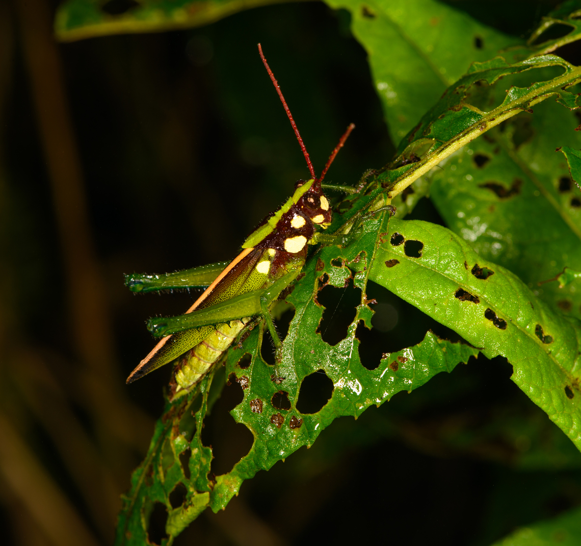 Agriacris magnifica, Los Cedros Reserve, Ecuador The male. Agriacris magnifica,Ecuador,Ecuador 2021,Fall,Geotagged,Los Cedros Reserve,Magnificent Lubber Grasshopper,South America,World