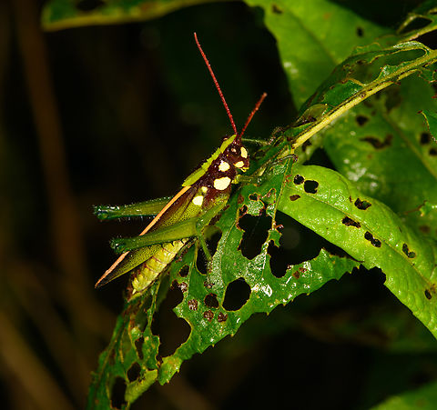 Agriacris magnifica, Los Cedros Reserve, Ecuador The male. Agriacris magnifica,Ecuador,Ecuador 2021,Fall,Geotagged,Los Cedros Reserve,Magnificent Lubber Grasshopper,South America,World