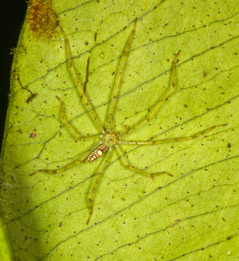 Tangleweb Spider (Theridion), Los Cedros Reserve, Ecuador  Ecuador,Ecuador 2021,Fall,Geotagged,Los Cedros Reserve,South America,World