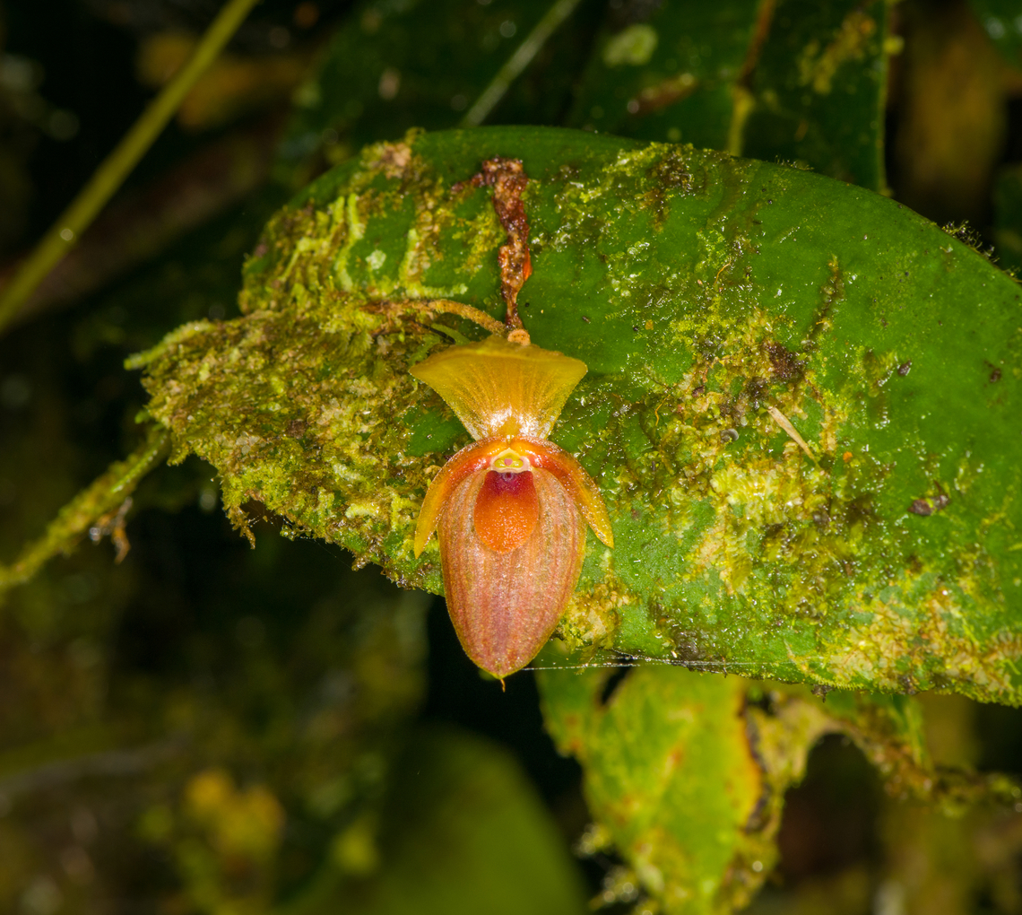Pleurothallis bivalvis, Los Cedros Reserve, Ecuador  Ecuador,Ecuador 2021,Fall,Geotagged,Los Cedros Reserve,Pleurothallis bivalvis,South America,World