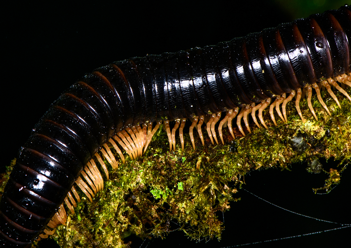 Millipede closeup, Los Cedros Reserve, Ecuador  Ecuador,Ecuador 2021,Fall,Geotagged,Los Cedros Reserve,South America,World