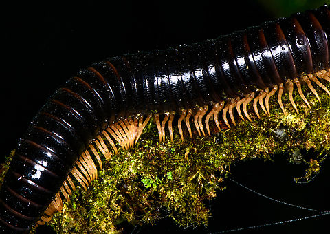 Millipede closeup, Los Cedros Reserve, Ecuador  Ecuador,Ecuador 2021,Fall,Geotagged,Los Cedros Reserve,South America,World