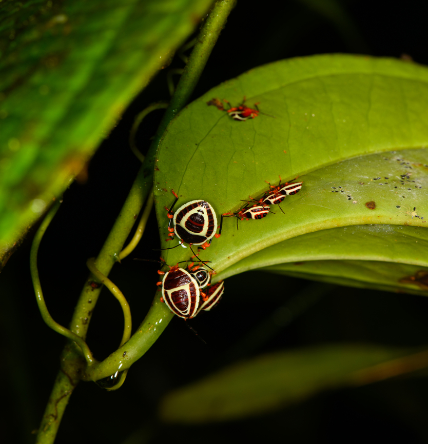 Brachystethus improvisus, Los Cedros Reserve, Ecuador Nymphs. Brachystethus improvisus,Ecuador,Ecuador 2021,Fall,Geotagged,Los Cedros Reserve,South America,World
