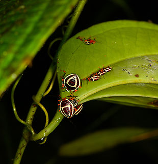 Brachystethus improvisus, Los Cedros Reserve, Ecuador Nymphs. Brachystethus improvisus,Ecuador,Ecuador 2021,Fall,Geotagged,Los Cedros Reserve,South America,World