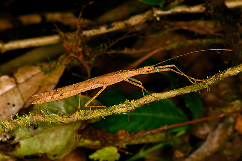 Light brown stick insect, Los Cedros Reserve, Ecuador  Ecuador,Ecuador 2021,Fall,Geotagged,Los Cedros Reserve,South America,World