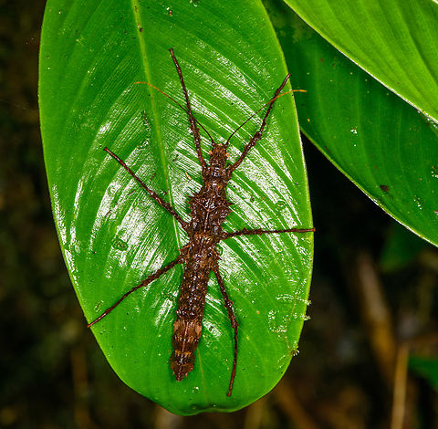 Spiny Stick insect on leaf, Los Cedros Reserve, Ecuador  Ecuador,Ecuador 2021,Fall,Geotagged,Los Cedros Reserve,South America,World