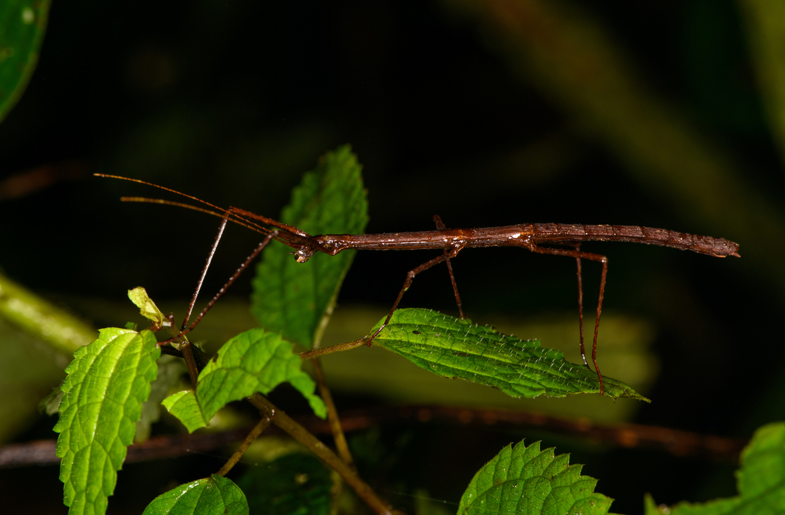Brown stick insect, Los Cedros Reserve, Ecuador  Ecuador,Ecuador 2021,Fall,Geotagged,Los Cedros Reserve,South America,World