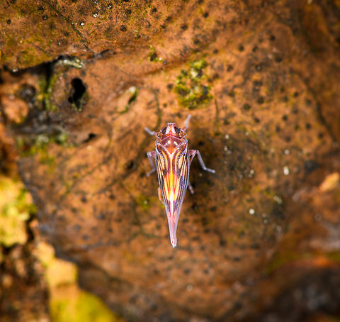 Hemiptera, Los Cedros Reserve, Ecuador  Ecuador,Ecuador 2021,Fall,Geotagged,Los Cedros Reserve,South America,World