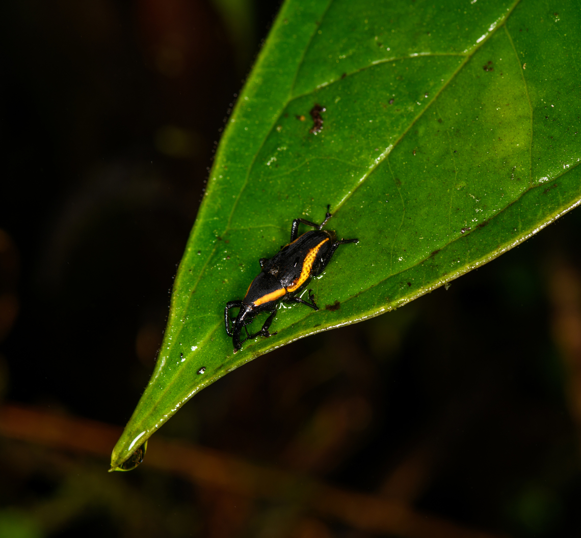 Cactophagus amoenus, Los Cedros Reserve, Ecuador It was a VERY wet night. Cactophagus amoenus,Ecuador,Ecuador 2021,Fall,Geotagged,Los Cedros Reserve,South America,World