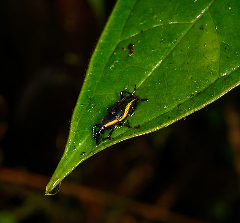 Cactophagus amoenus, Los Cedros Reserve, Ecuador It was a VERY wet night. Cactophagus amoenus,Ecuador,Ecuador 2021,Fall,Geotagged,Los Cedros Reserve,South America,World