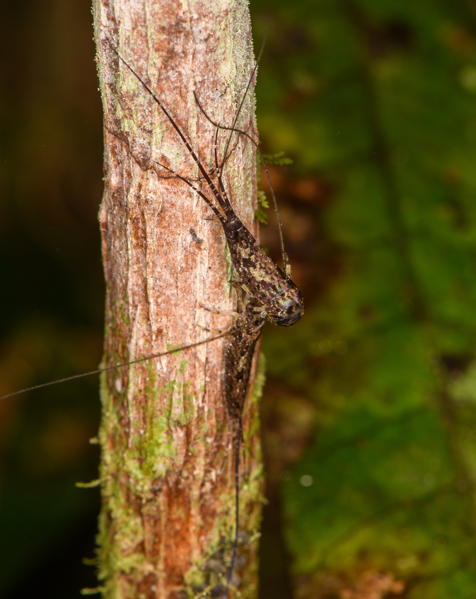 Two Rock Bristletails interacting, Los Cedros Reserve, Ecuador  Ecuador,Ecuador 2021,Fall,Geotagged,Los Cedros Reserve,South America,World