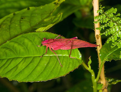 Orophus tessellatus - pink edition, Los Cedros Reserve, Ecuador This unusual vivid pink individual likely is a result of Erythrism, a genetic mutation causing red pigmentation. In some katydid species, it may affect 1 in 500 individuals. For this species, I can find several examples so it may not be very rare. Given that this is a false leaf katydid, it does not seem like an advantage to stand out this much. Then again, it had survived thus far. Ecuador,Ecuador 2021,Fall,Geotagged,Los Cedros Reserve,Orophus tessellatus,South America,World