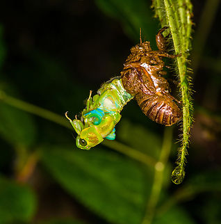 Cicada moulting, Los Cedros Reserve, Ecuador  Ecuador,Ecuador 2021,Fall,Geotagged,Los Cedros Reserve,South America,World