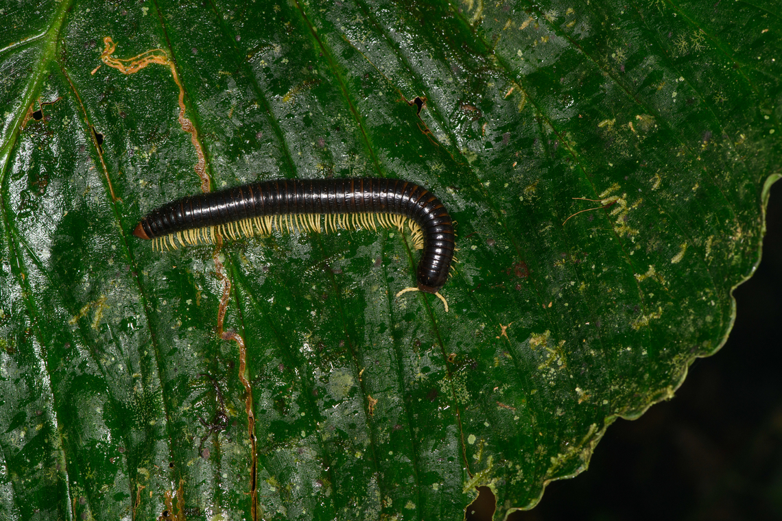 Dark millipede on leaf, Los Cedros Reserve, Ecuador  Ecuador,Ecuador 2021,Fall,Geotagged,Los Cedros Reserve,South America,World