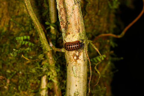 Pill woodlouse, Los Cedros Reserve, Ecuador  Ecuador,Ecuador 2021,Fall,Geotagged,Los Cedros Reserve,South America,World