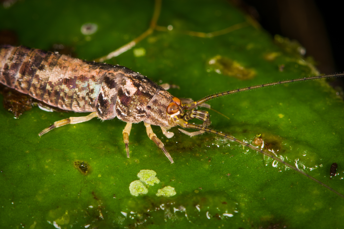 Rock Bristletail on leaf - closeup, Los Cedros Reserve, Ecuador <figure class="photo"><a href="https://www.jungledragon.com/image/132951/rock_bristletail_on_leaf_los_cedros_reserve_ecuador.html" title="Rock Bristletail on leaf, Los Cedros Reserve, Ecuador"><img src="https://s3.amazonaws.com/media.jungledragon.com/images/2/132951_thumb.jpg?AWSAccessKeyId=05GMT0V3GWVNE7GGM1R2&Expires=1759968010&Signature=iztQ6hRuTVhswaKZlz5zyJarQk8%3D" width="200" height="134" alt="Rock Bristletail on leaf, Los Cedros Reserve, Ecuador https://www.jungledragon.com/image/132950/rock_bristletail_on_leaf_-_closeup_los_cedros_reserve_ecuador.html Ecuador,Ecuador 2021,Fall,Geotagged,Los Cedros Reserve,South America,World" /></a></figure> Ecuador,Ecuador 2021,Fall,Geotagged,Los Cedros Reserve,South America,World