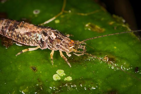 Rock Bristletail on leaf - closeup, Los Cedros Reserve, Ecuador https://www.jungledragon.com/image/132951/rock_bristletail_on_leaf_los_cedros_reserve_ecuador.html Ecuador,Ecuador 2021,Fall,Geotagged,Los Cedros Reserve,South America,World