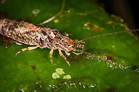 Rock Bristletail on leaf - closeup, Los Cedros Reserve, Ecuador https://www.jungledragon.com/image/132951/rock_bristletail_on_leaf_los_cedros_reserve_ecuador.html Ecuador,Ecuador 2021,Fall,Geotagged,Los Cedros Reserve,South America,World