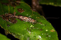 Rock Bristletail on leaf, Los Cedros Reserve, Ecuador https://www.jungledragon.com/image/132950/rock_bristletail_on_leaf_-_closeup_los_cedros_reserve_ecuador.html Ecuador,Ecuador 2021,Fall,Geotagged,Los Cedros Reserve,South America,World