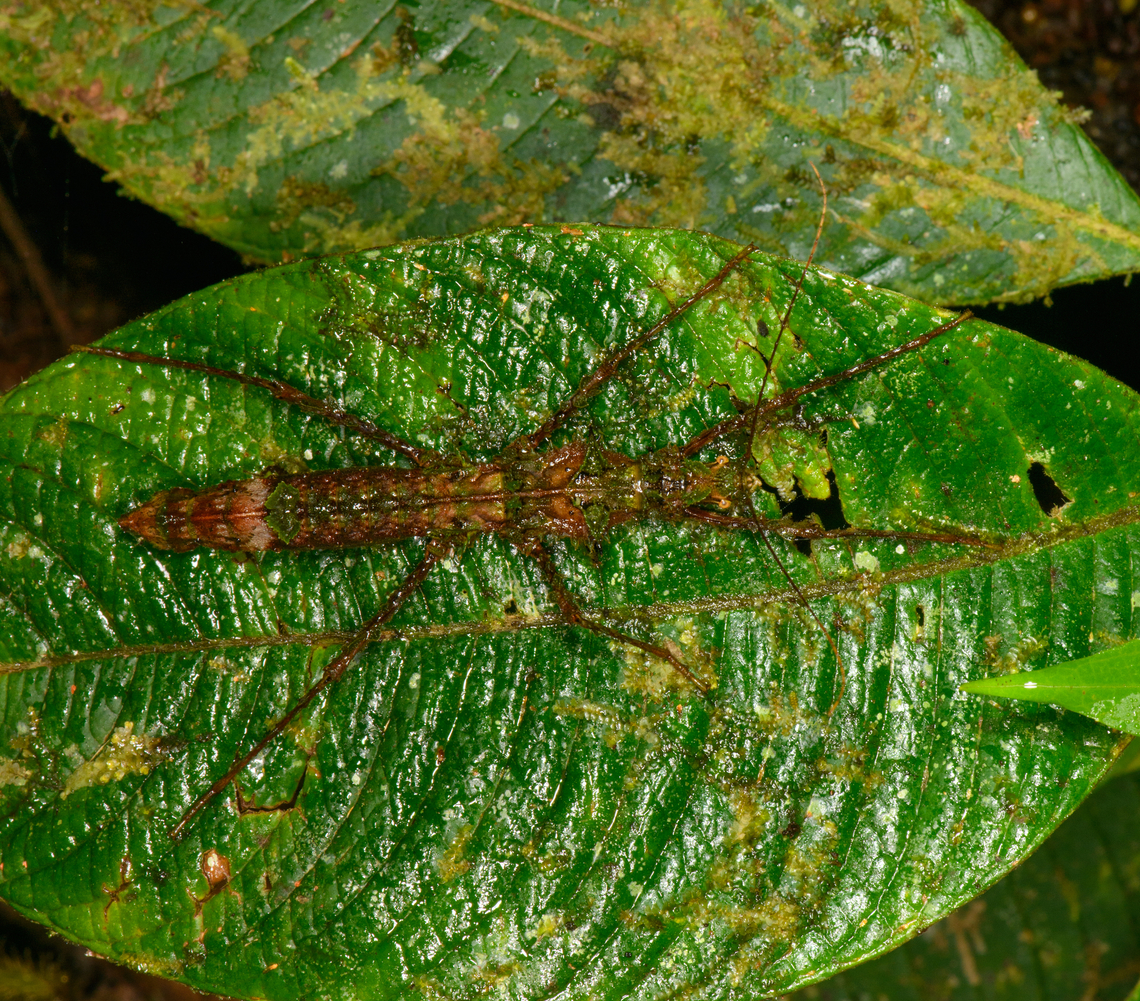 Camouflaged stick insect, Los Cedros Reserve, Ecuador  Ecuador,Ecuador 2021,Fall,Geotagged,Los Cedros Reserve,South America,World