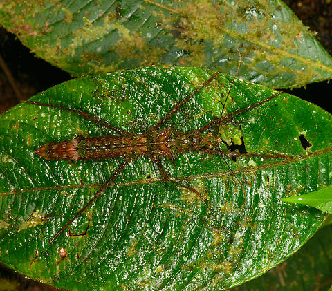 Camouflaged stick insect, Los Cedros Reserve, Ecuador  Ecuador,Ecuador 2021,Fall,Geotagged,Los Cedros Reserve,South America,World