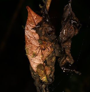 Spider on dry leaf, Los Cedros Reserve, Ecuador  Ecuador,Ecuador 2021,Fall,Geotagged,Los Cedros Reserve,South America,World