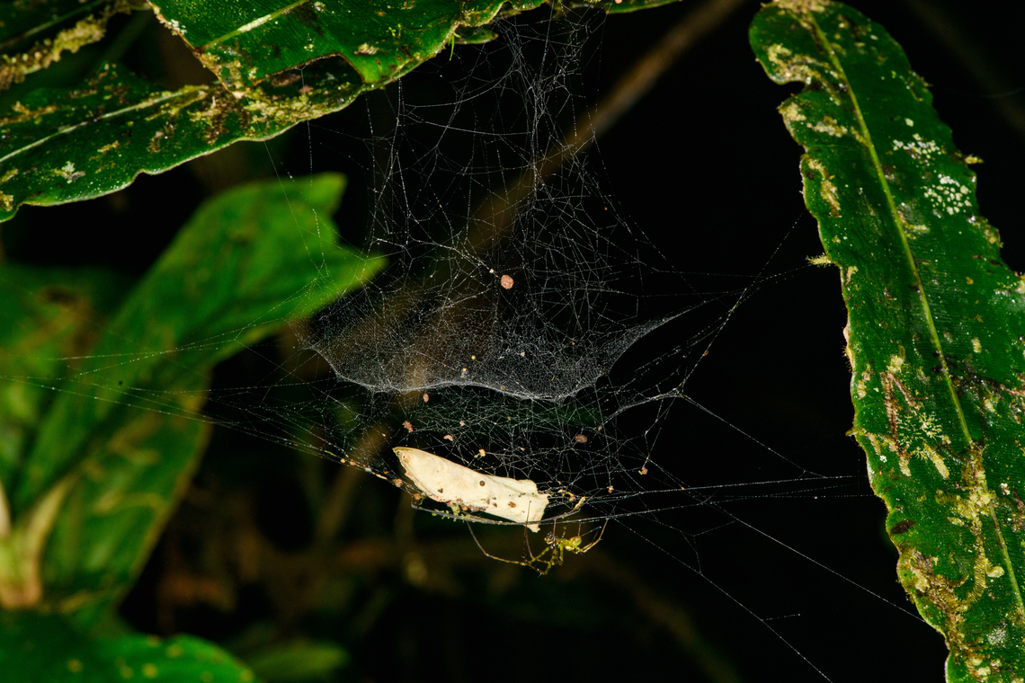 Sheetweb spider, Los Cedros Reserve, Ecuador Spider in bottom. Ecuador,Ecuador 2021,Fall,Geotagged,Los Cedros Reserve,South America,World
